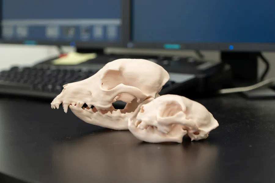 3D プリンタで出力した頭蓋骨の実物大モデル