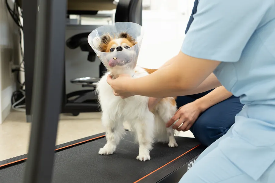 スタッフに支えられながらトレッドミルで歩行訓練をする犬